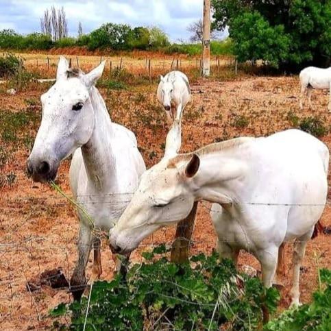 Quinta Marinhais Para Ferias No Ribatejo Exterior foto
