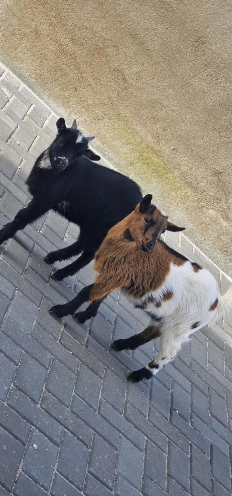 Quinta Marinhais Para Ferias No Ribatejo Exterior foto